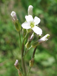 Boechera drummondii